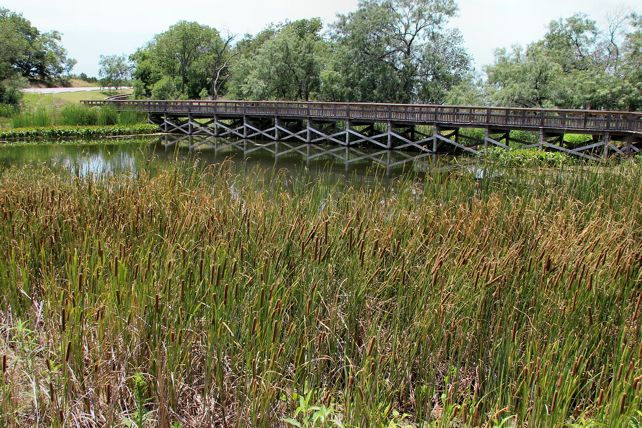 A wooden boardwalk extends over a pond surrounded by tall grasses and reeds, with trees in the background.