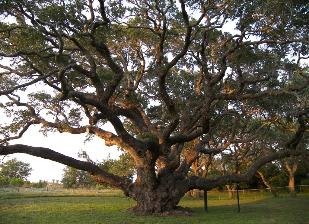 Large, sprawling tree with numerous gnarled branches extending in various directions, located in a grassy area with a fence in the background.