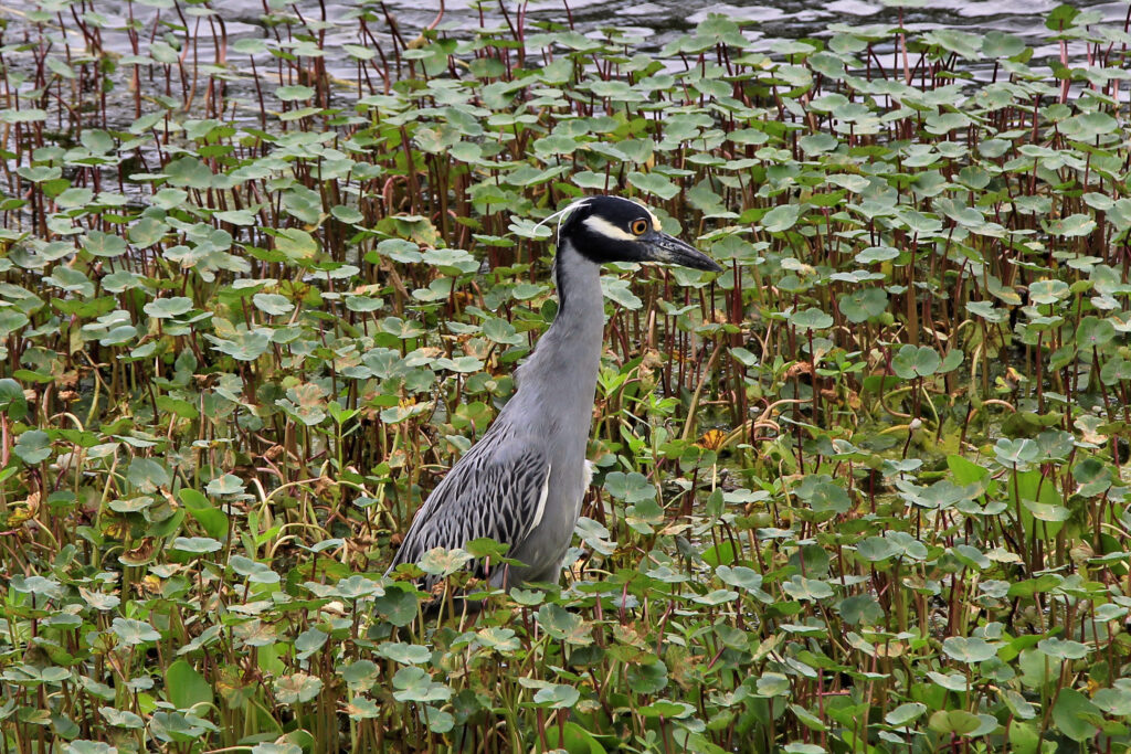 Yellow Crowned Night Heron Brazos Bend State Park Texas by Larry Moore