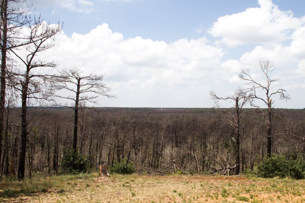 Bastrop State Park Bastrop State Park Photo By Ashton Brown 2 1024x682