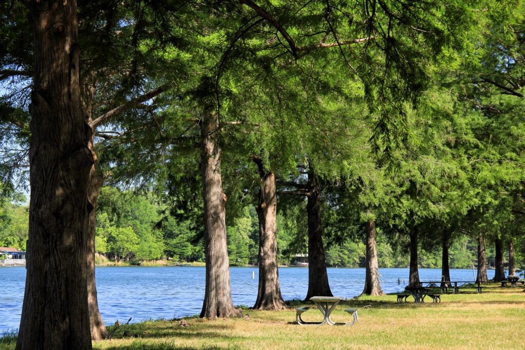 A row of large trees alongside a calm lake with picnic tables and benches scattered on the grassy area underneath.