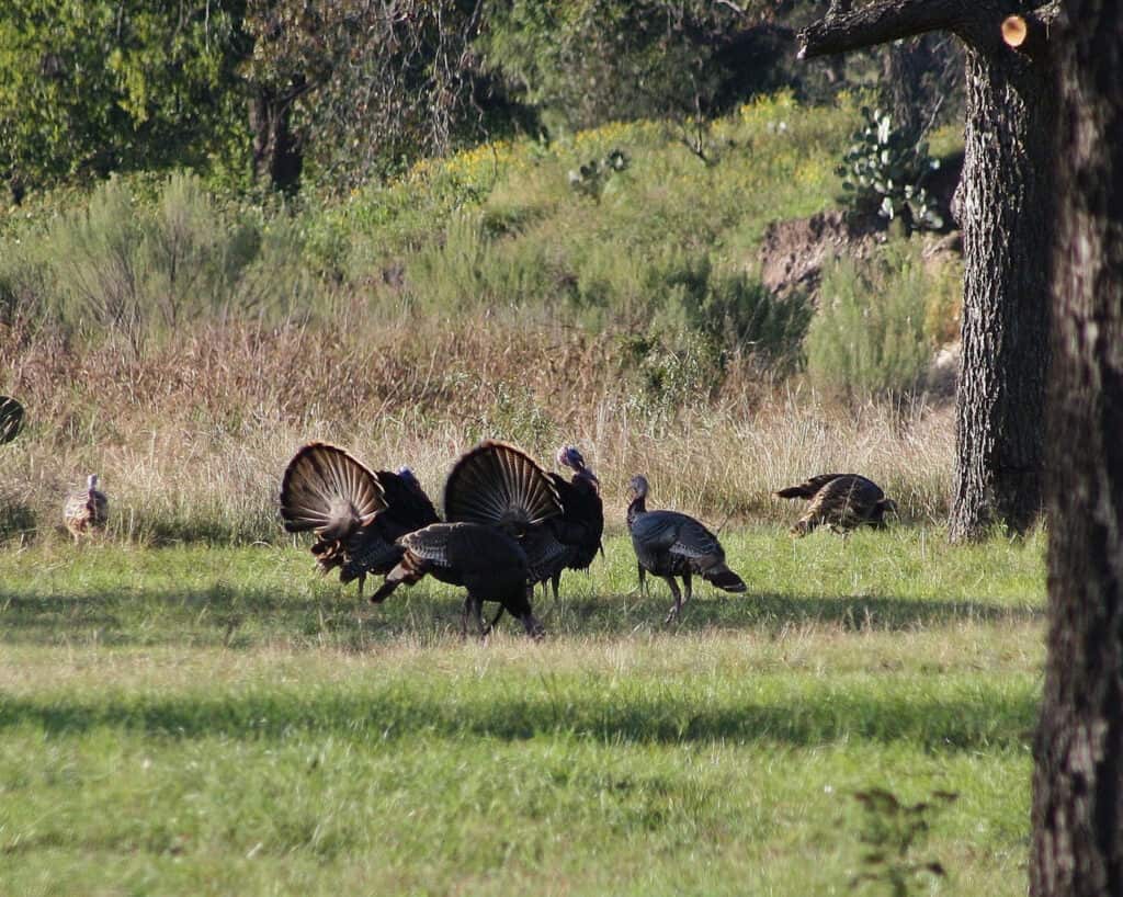 South Llano State Park By Tripp Davenport 1024x818